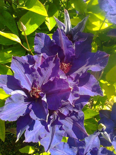 Clematis