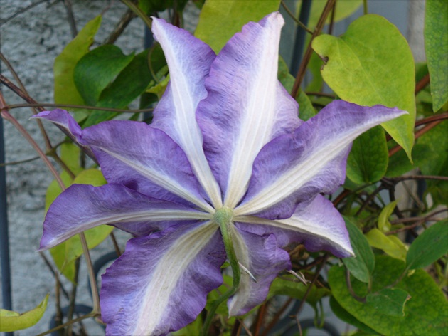 Clematis naopak