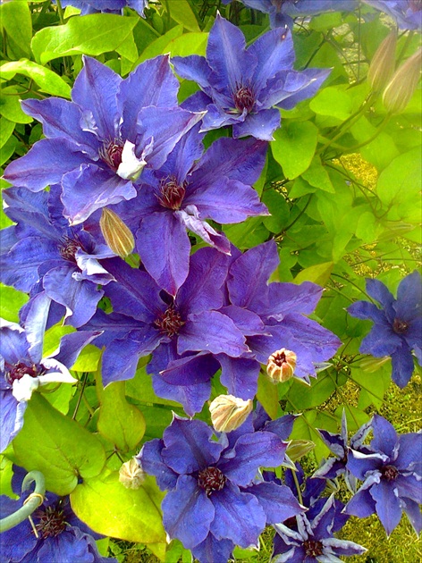 Clematis