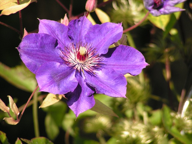 clematis