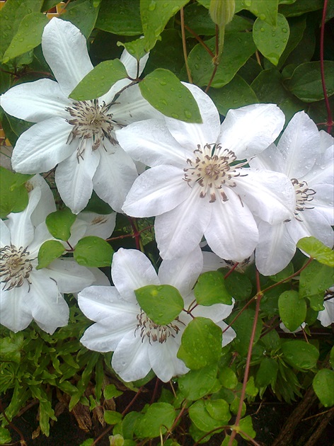 nežný clematis