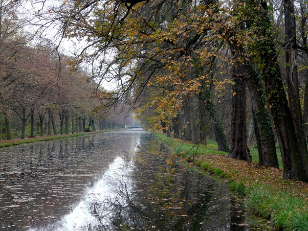 Laxenburg, topolová alej