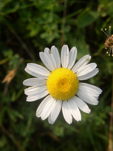 Margarétka