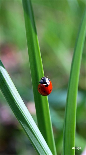 Lezuca lienka