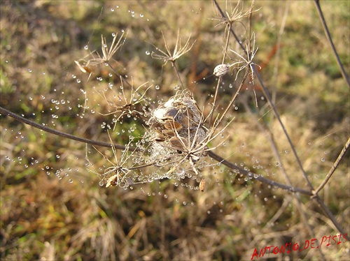 PERLIČKY V PAVUČINE-1