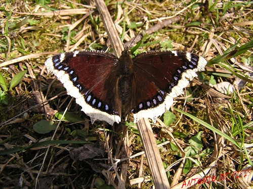 BABôčKA OSIKOVá-2