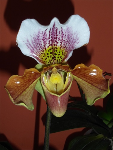 orchidea