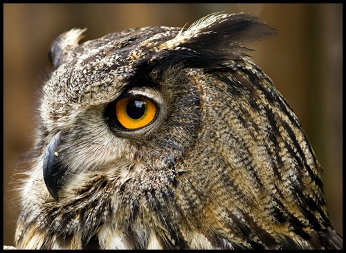 Bubo Bubo