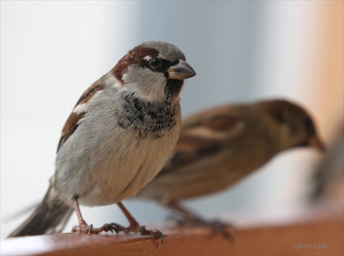 Passer domesticus (vrabec domáci)