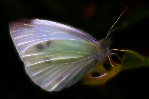motýlia fantázia