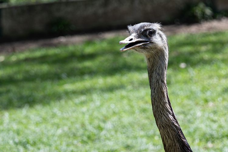 Návšteva ZOO_2