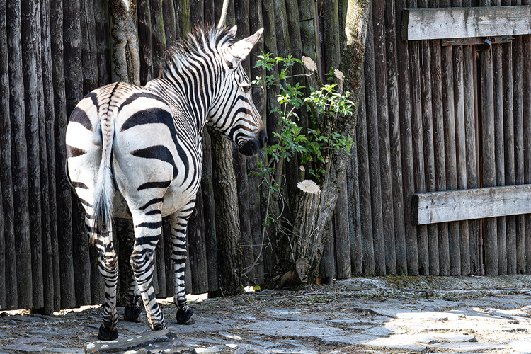 Návšteva ZOO_3