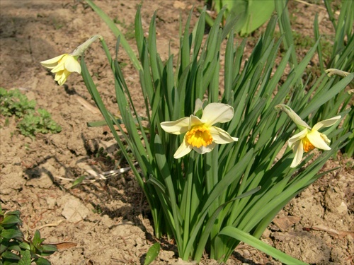 narcisi