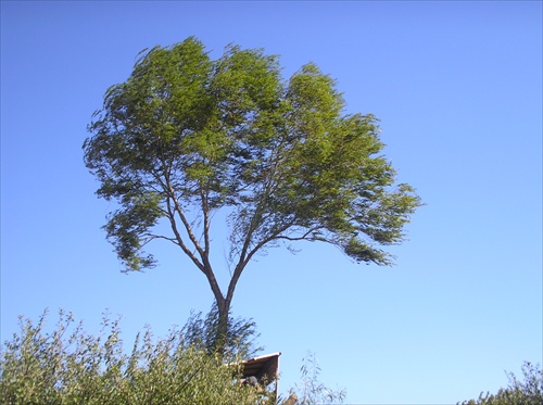 The Solitary Cedar