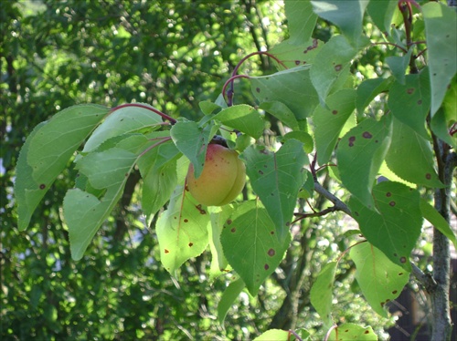 marhuľka