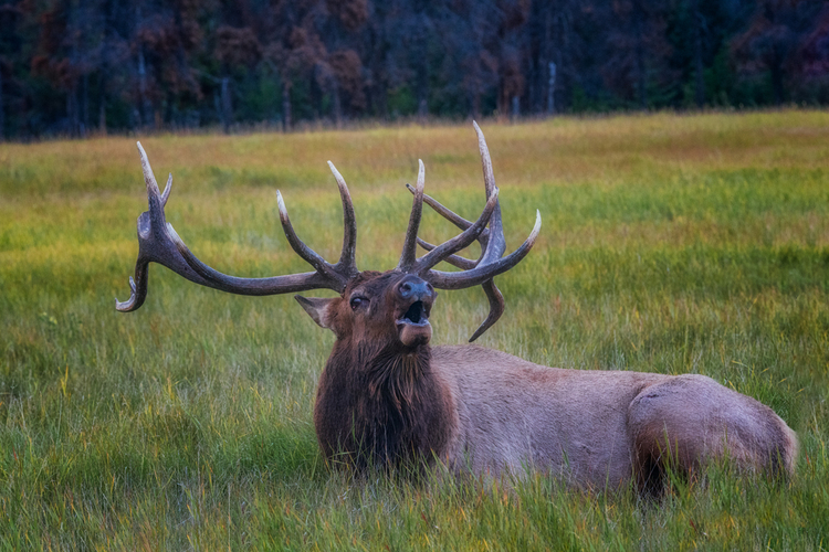 Wapiti