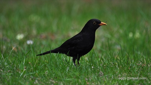 Blackbird