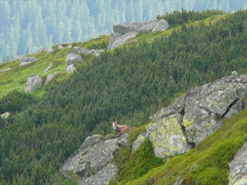 Pozorujúci kamzík