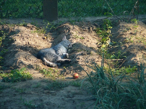 Maša - podvečerná siesta