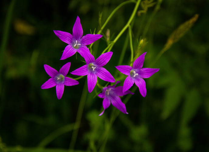 🌺🌺🌺