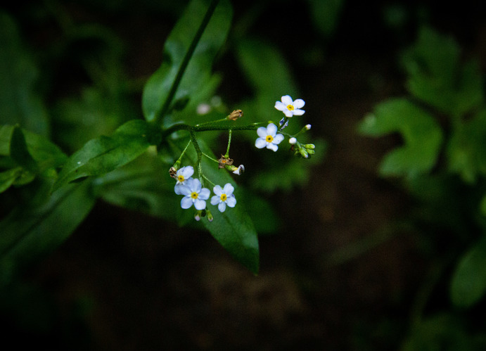 just flower 🌼