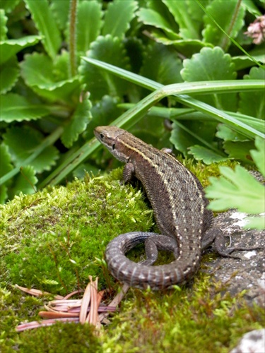 jašterica II.