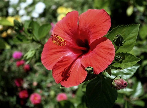 "som hibiscus z tureckej riviery"