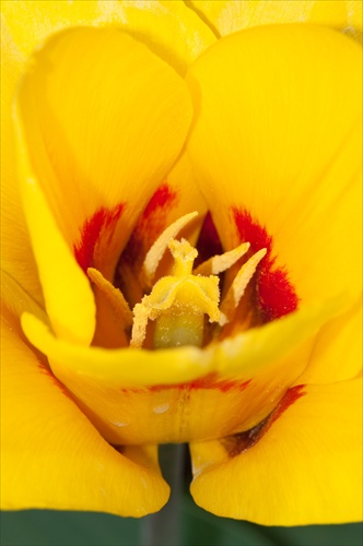 TuLiP