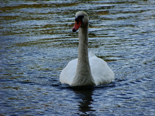 vltava