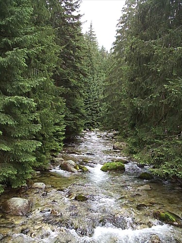 Orava