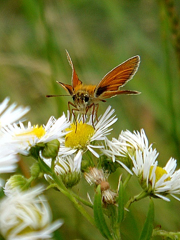 motýlek