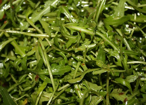 Rucola