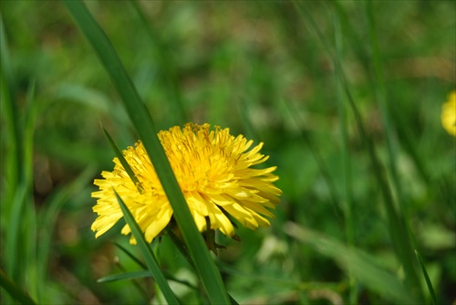 Taraxacum officinale