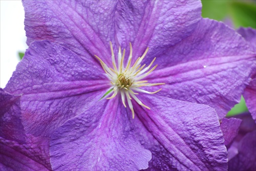 .. kusek lilaveho. Clematis....