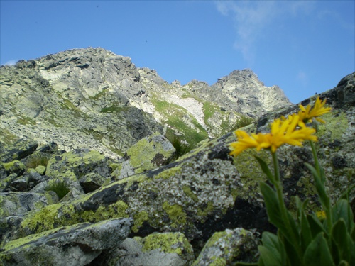 Tatry a kvet