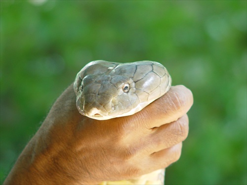 her majesty King Cobra