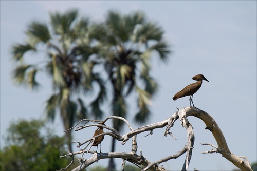 Hammerkop