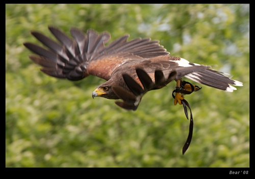 Harris Hawk