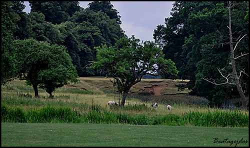 V Charlecote parku ......