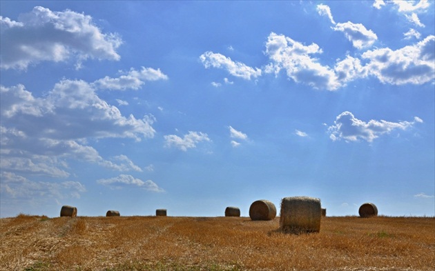 žatva ll