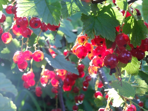 red currant