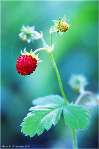 Fragaria