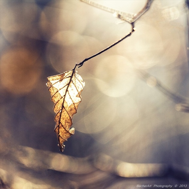 Autumn Memories VII