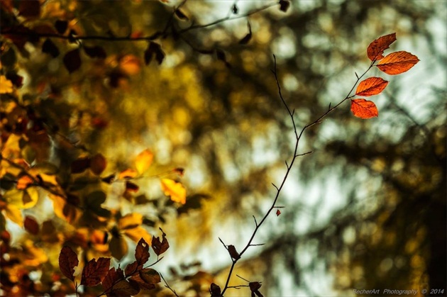 Autumn Harmony IX