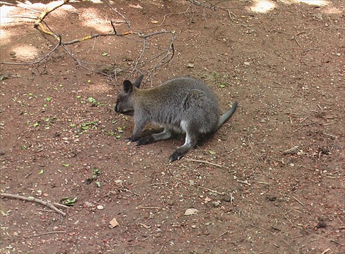 Kengura Zoo Lešná