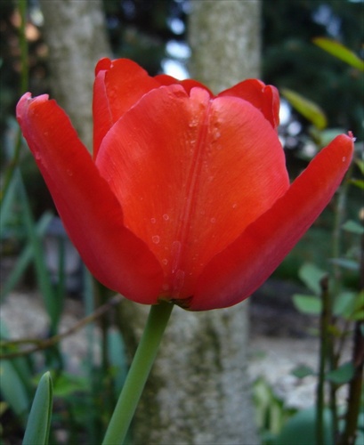 tulipán