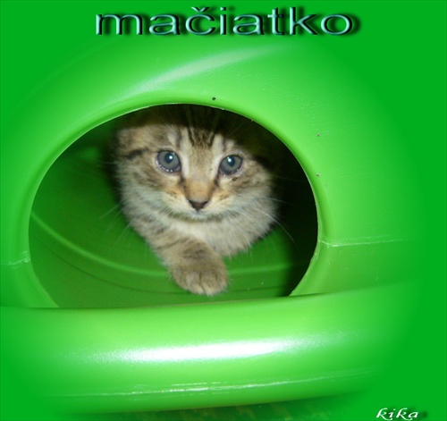 mačiatko