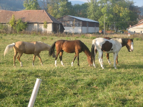 Podvečerná idylka