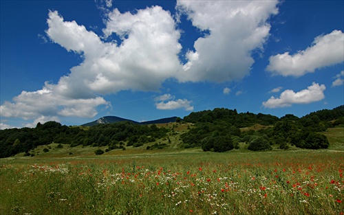 Orava