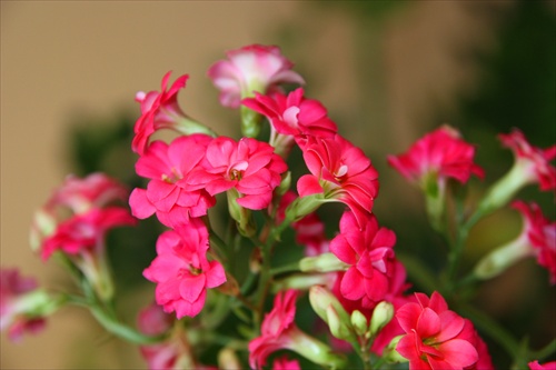 kalanchoe